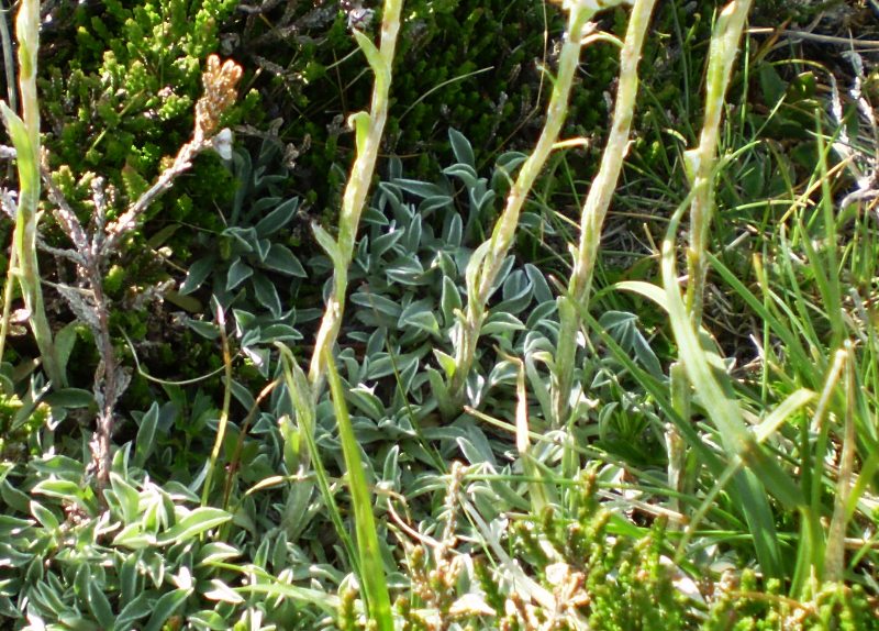 (Alpi Apuane, MS)  Antennaria dioica / Sempiterni di montagna